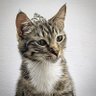CattyAnn profil fotoğrafı