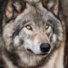 The Wolf profil fotoğrafı