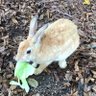 みみうさ🐰 的头像