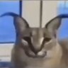 maxdexd's profile picture