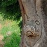 Profilbild von ELENIGR