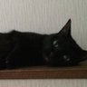 Profilbild von ひろいら