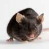 Darkness Mice's profile picture