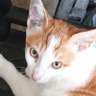ryoukorokoro profil fotoğrafı