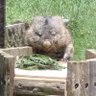かいこま 的头像