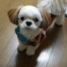クマちゃん profil fotoğrafı