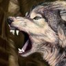 Black Wolf Zhang 的头像