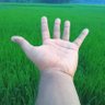 Md. Kamrul Mia's profile picture