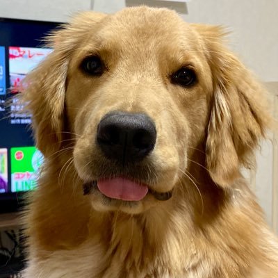 おもち🐾ゴールデンレトリバー's profile picture