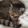 まゆん 的头像