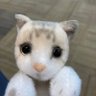 ゆーみん profil fotoğrafı