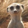 suricat's profile picture