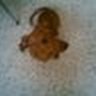 claudia gonzalez's profile picture