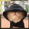 King of here's profile picture
