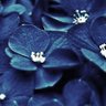 Фото профиля maegaminibunkatsu