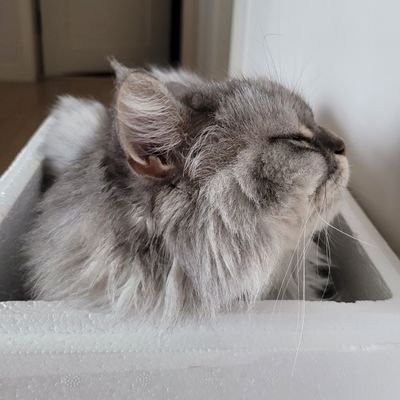 tlllillllttty's profile picture