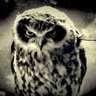 Wagief (angry bird) profil fotoğrafı
