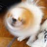 Profilbild von 狆ドリル #日本共産党推し