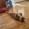加中行走 profil fotoğrafı