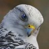 Buzzard 的头像
