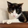 ゆき profil fotoğrafı