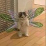 luxieq profil fotoğrafı