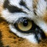 EyeOfTheTiger profil fotoğrafı