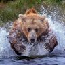 DD l'ours profil fotoğrafı