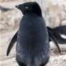 Mr. Pinguin profil fotoğrafı