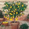 LemonTree 的头像