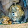 Mayank Patel profil fotoğrafı
