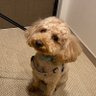 かねぴーさん's profile picture