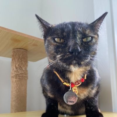 gigiwang's profile picture