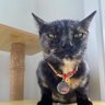 gigiwang's profile picture