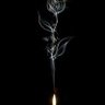 شهم's profile picture