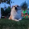 Mahmut profil fotoğrafı
