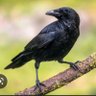 CROW Mark2 的头像