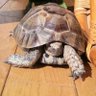 陸がめメイさん 的头像