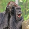 Profilbild von Black Gorilla