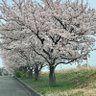 Фото профиля clane(くれいん)