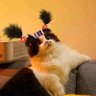 Kaew Oo profil fotoğrafı