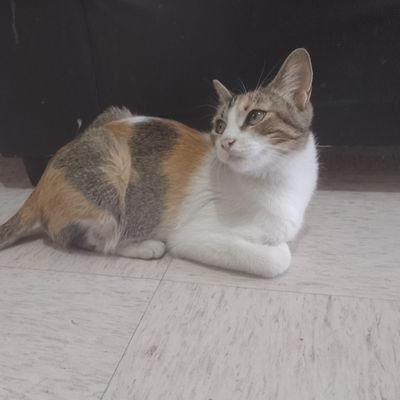 RossyGQR's profile picture
