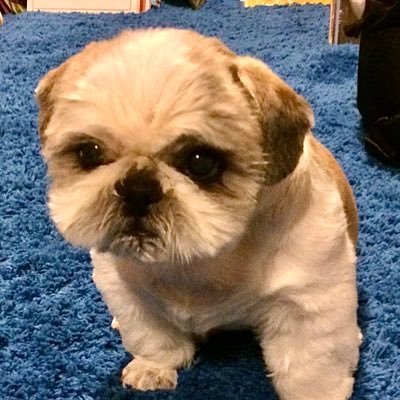tearoomaotsuki's profile picture