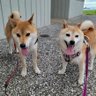 大和あんど咲良 的头像