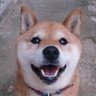 Profilbild von エリザベス〚シャリシャリごはん〛〚よしお〛
