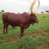 Dr Jean Paul( Vet. Med)🇷🇼 profil fotoğrafı
