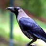 کاں 🐦's profile picture