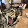 Hefty_Cat's profile picture