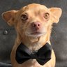 Fido's profile picture