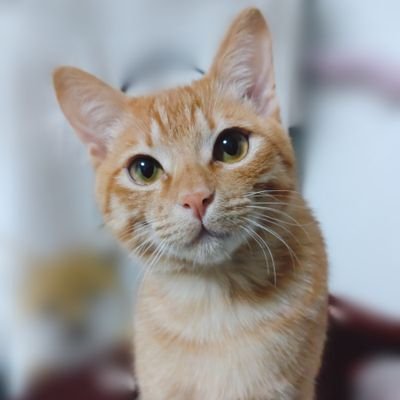 にゃんちゅー's profile picture